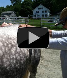 equine back spasm release