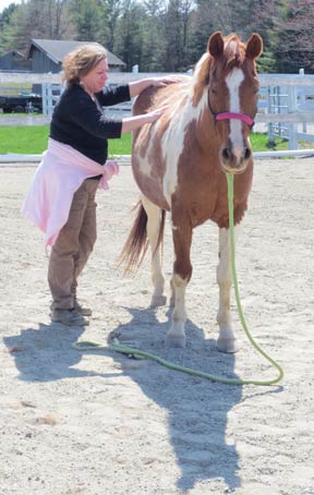 equine sports massage